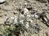 Achillea ketenoglui