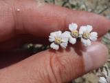 Achillea ketenoglui