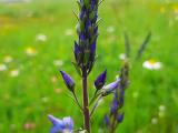 Veronica kopgecidiensis