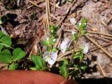 Veronica serpyllifolia