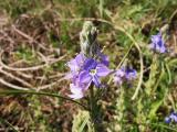 Veronica pectinata