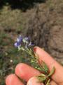 Veronica fuhsii