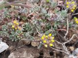 Alyssum desertorum