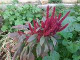 Amaranthus cruentus