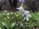 Ornithogalum nutans