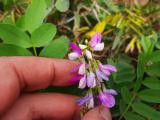 Galega officinalis