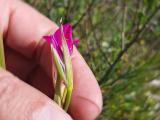 Gladiolus illyricus