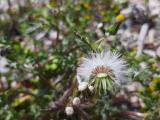 Senecio vulgaris