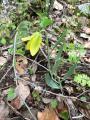 Fritillaria carica