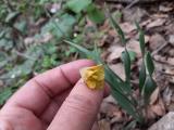 Fritillaria carica