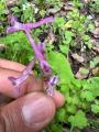 Corydalis solida