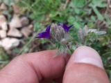 Anchusa hybrida