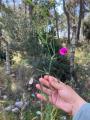 Lathyrus stenophyllus