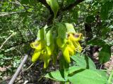 Anagyris foetida