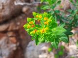 Euphorbia hierosolymitana