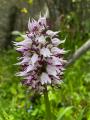 Orchis simia