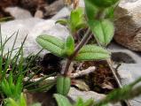 Cerastium brachypetalum