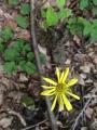 Doronicum orientale