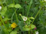 Stellaria cupaniana