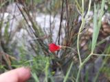 Lathyrus setifolius