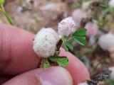 Trifolium tomentosum