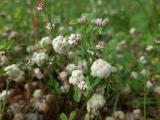 Trifolium tomentosum