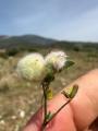 Trifolium tomentosum