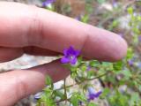 Campanula simulans