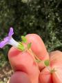 Campanula simulans