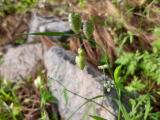 Briza maxima