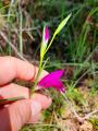 Gladiolus italicus