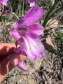 Gladiolus italicus