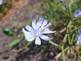Cichorium intybus