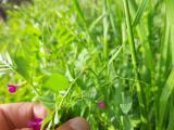 Vicia sativa subsp. nigra var. segetalis