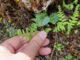 Cystopteris fragilis