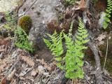 Cystopteris fragilis