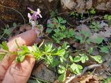 Corydalis wendelboi