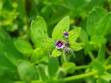 Asperugo procumbens