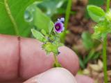 Asperugo procumbens