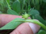 Asperugo procumbens