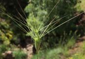 Aegilops neglecta
