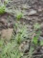 Aegilops neglecta