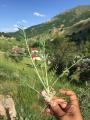 Astragalus lagowskii