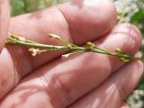 Crambe orientalis