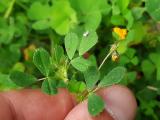 Medicago polymorpha