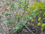 Medicago polymorpha