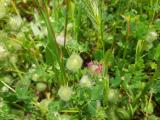 Trifolium pilulare