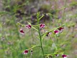 Scrophularia canina