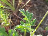 Erodium ciconium