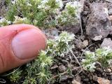 Bolanthus minuartioides